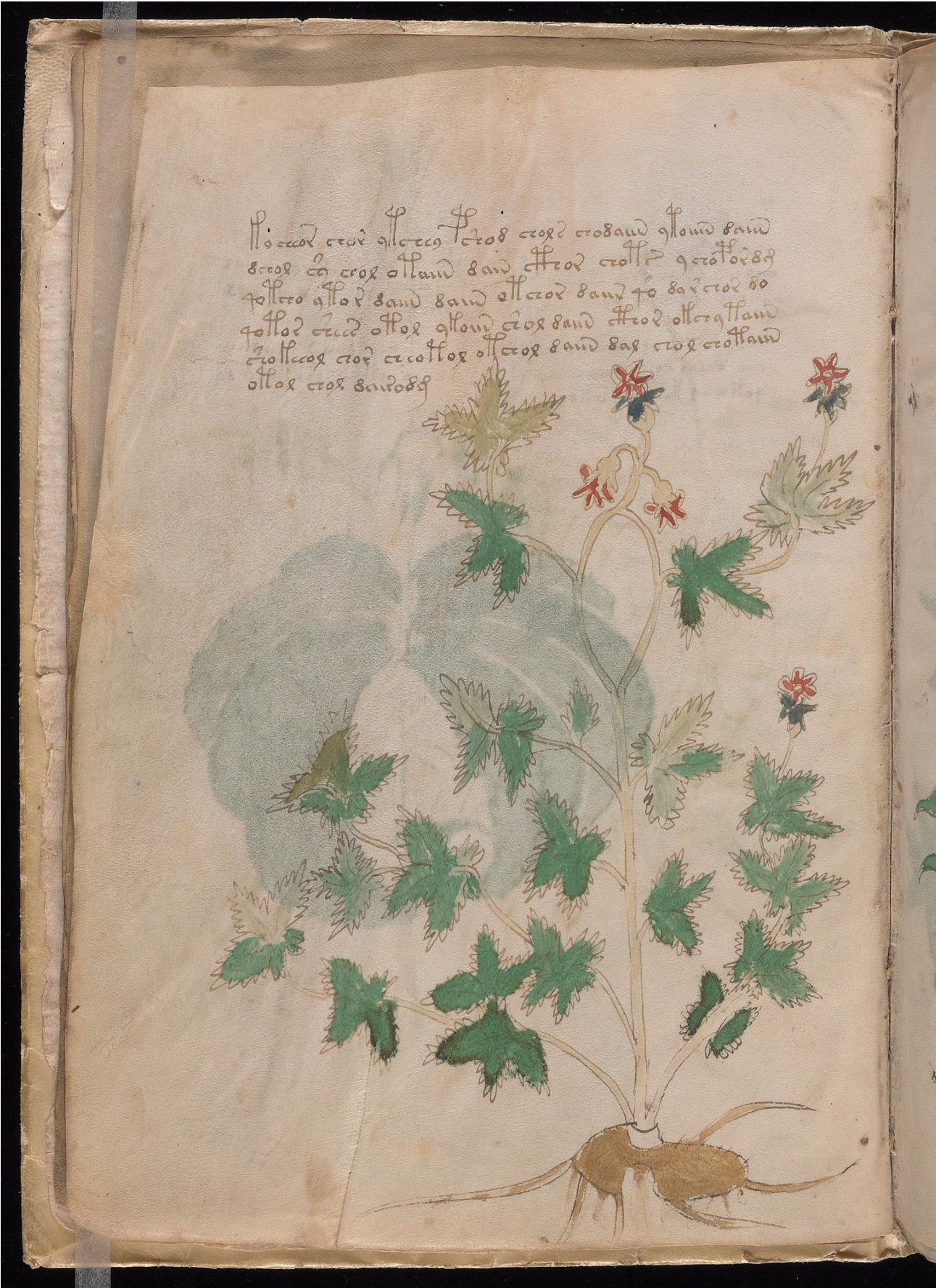 Original manuscript of Folio 5v